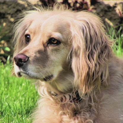 Watercolour Effect Pet Portrait.  Customised.  Colour or BW.  PDF and Patternkeeper