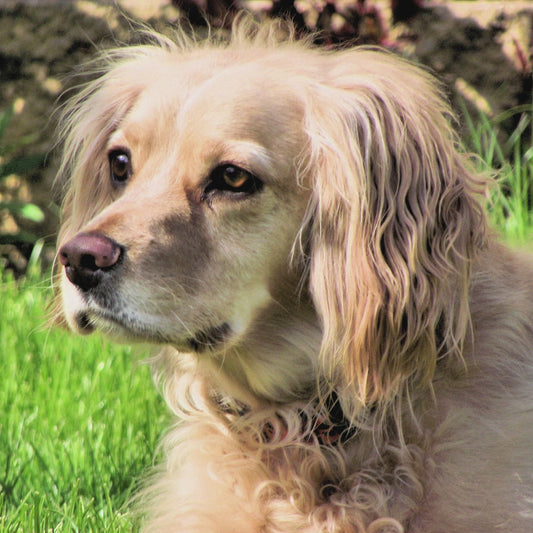 Watercolour Effect Pet Portrait.  Customised.  Colour or BW.  PDF and Patternkeeper